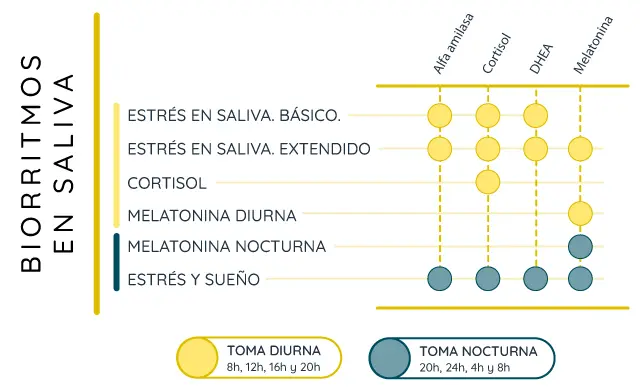 esquema_teletest_biorritmos Laboratorio de Análisis en Barcelona, Madrid y Málaga - Análisis Clínicos | Estrés y Biorritmo en saliva