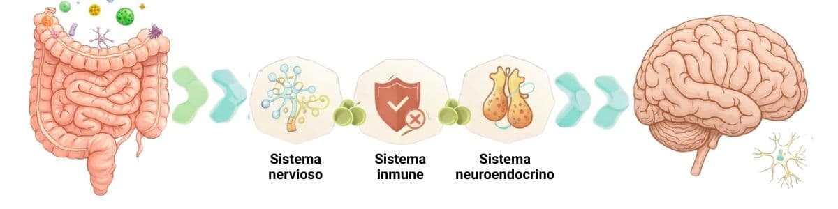 Laboratorio de Análisis en Barcelona, Madrid y Málaga - Análisis Clínicos | Relació intestí-cervell: com la salut digestiva influeix en el benestar mental