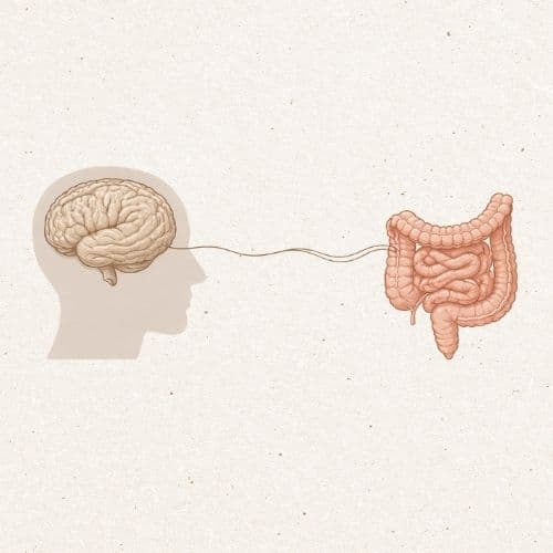 Relación intestino–cerebro: cómo la salud digestiva influye en el bienestar mental