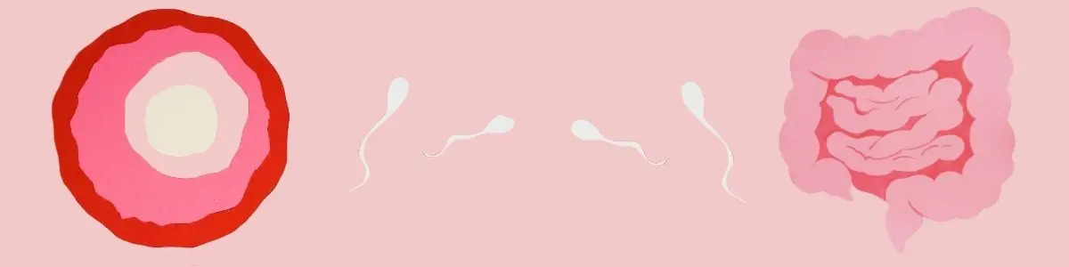 Laboratorio de Análisis en Barcelona, Madrid y Málaga - Análisis Clínicos | Microbiota intestinal e inflamação crónica: um fator silencioso que também pode influenciar a fertilidade