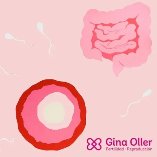 Microbiota intestinal e inflamación: un factor silencioso en fertilidad